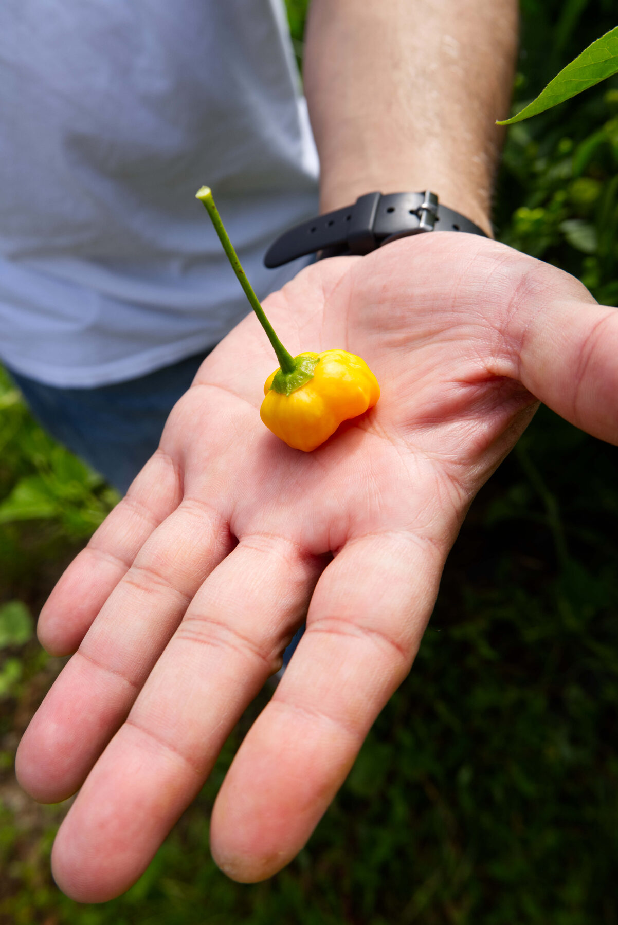 A single ají dulce on an open palm