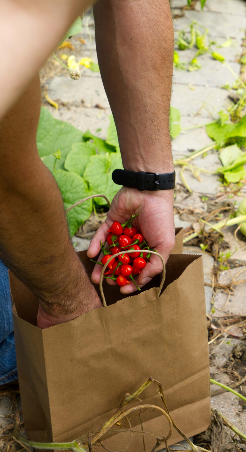 Chirel peppers picked by hand