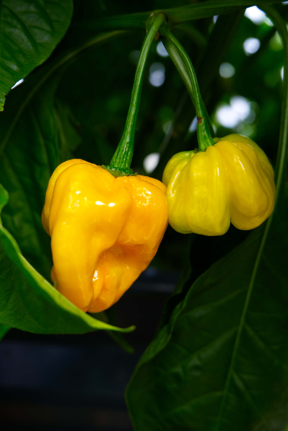 Two ají dulce ripening in Maryland soil